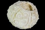 Fossil Sea Urchin (Drocidaris) - Morocco #104496-1